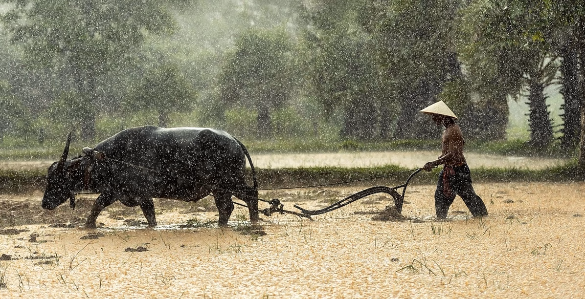 Sans irrigation, cultures inédites et élevages transformés : les stratégies d’adaptation des agriculteurs