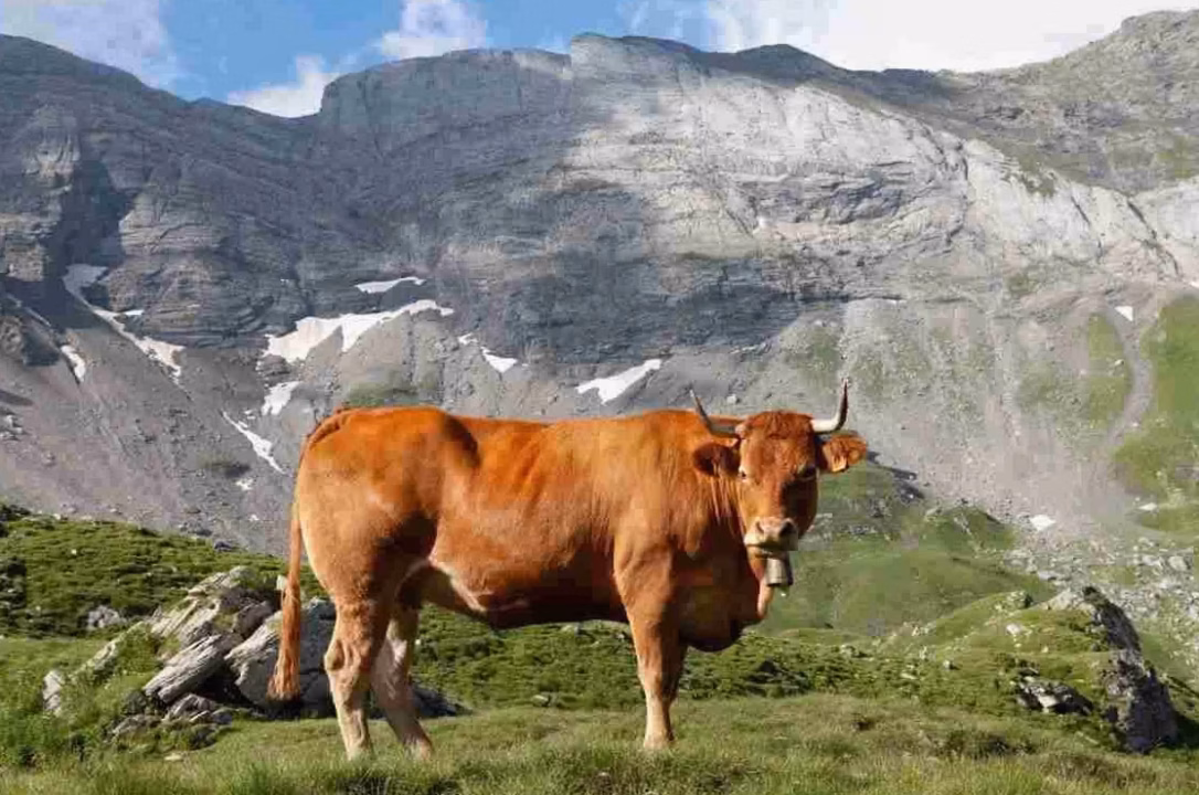 L&rsquo;ensilage de maïs pour le bétail : principe et intérêt agronomique