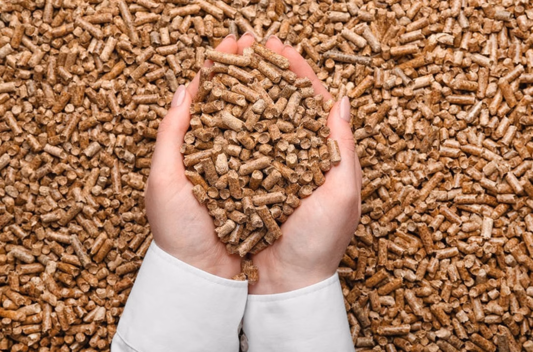 Graines germées : ce qu&rsquo;elles sont vraiment et pourquoi les consommer