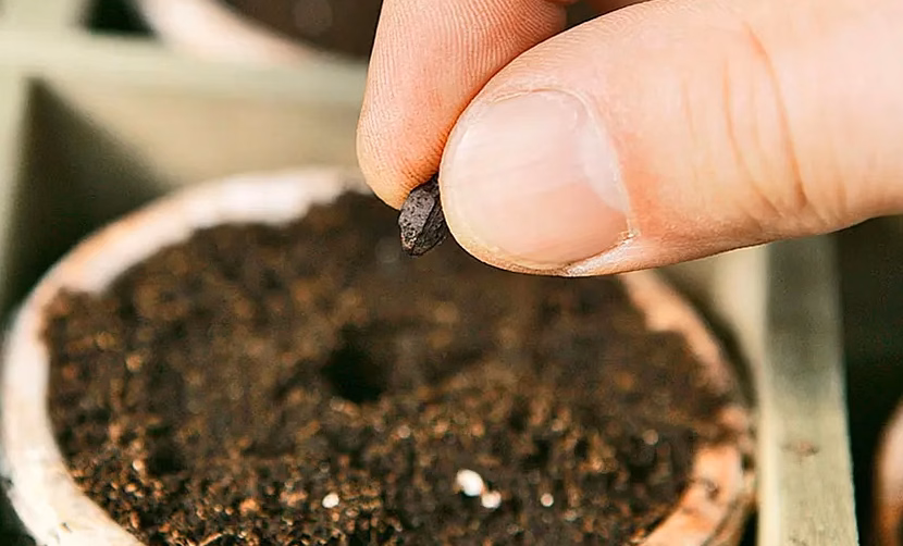 Quand planter les oignons au potager pour une belle bulbe à maturité ?