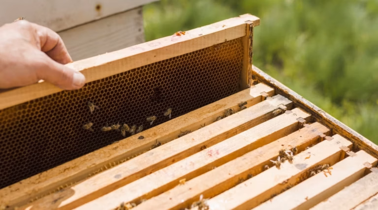 Récolter le miel de sa ruche quand on est débutant : les étapes essentielles