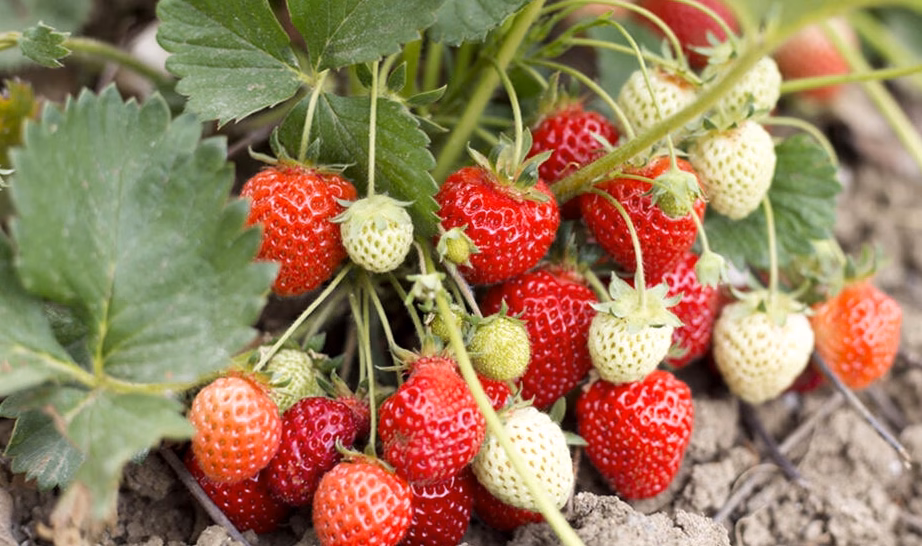 Tailler et entretenir ses fraisiers pour une récolte généreuse
